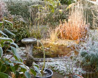 winter garden with frozen pond
