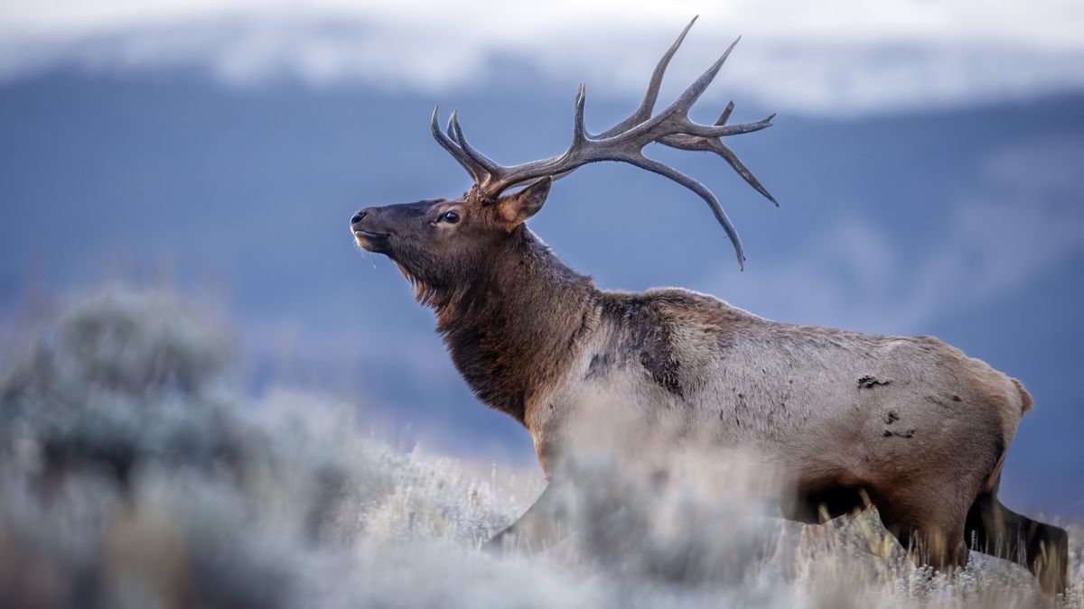 Enraged elk takes out aggression on cars and hikers alike in Colorado ...