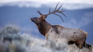 Bull elk in field during rut
