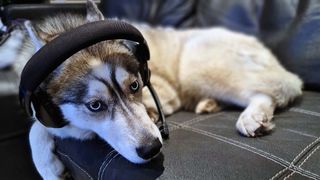 Epos H3Pro Hybrid gaming headset on a tired looking dog
