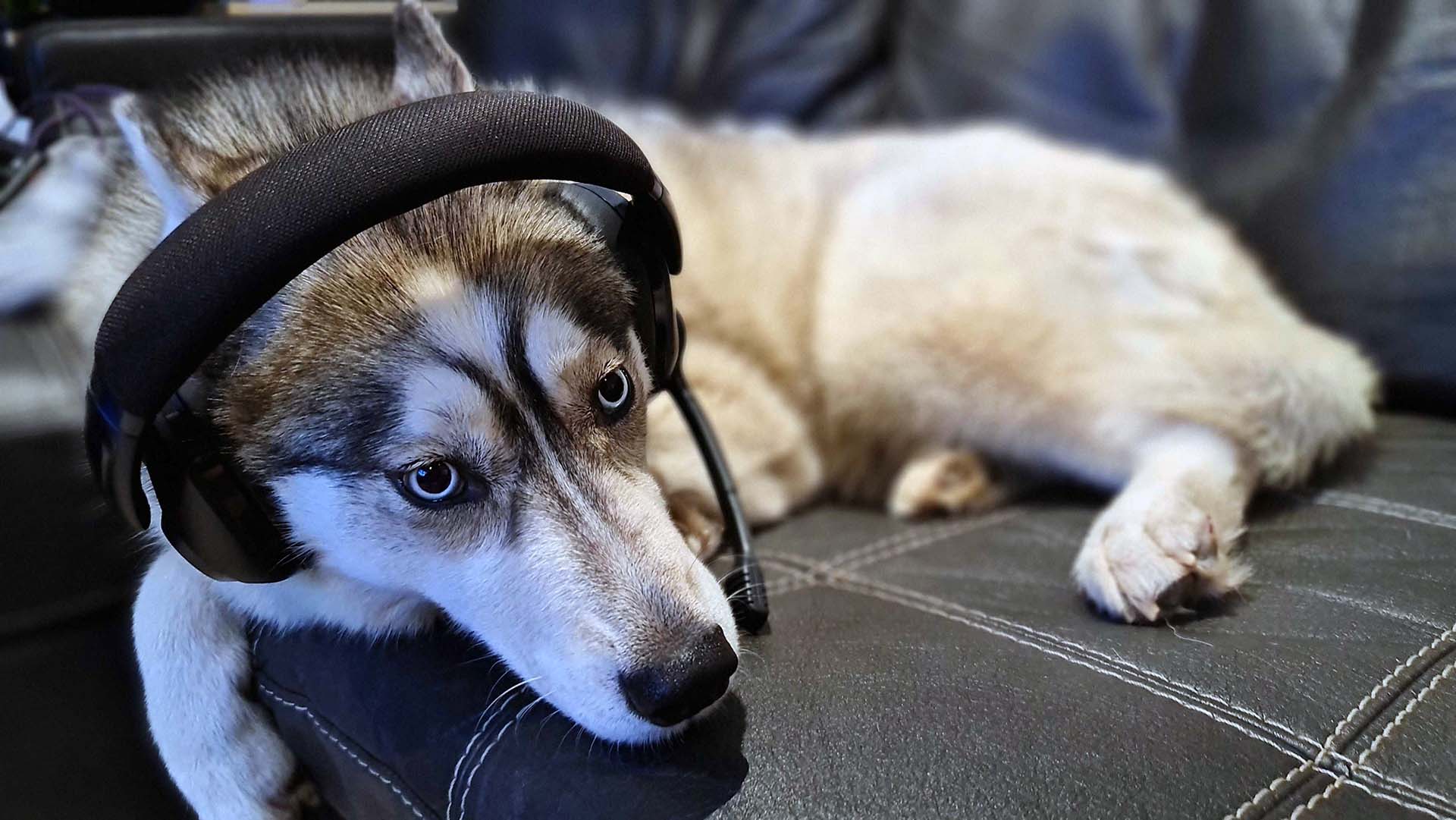 Auriculares para juegos híbridos Epos H3Pro en un perro con aspecto cansado