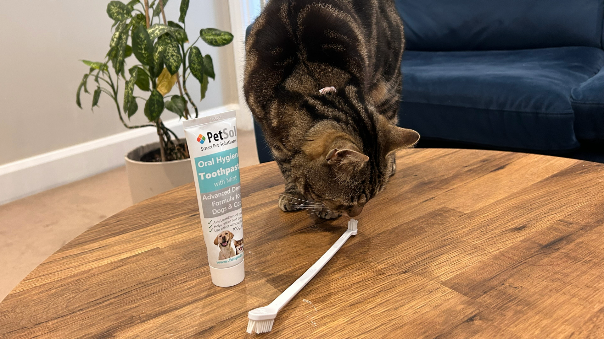 Megan's cat Nala on top of a wooden table, sniffing a pet toothbrush which is next to a tube of pet toothpaste. A plant and blue velvet sofa in the background