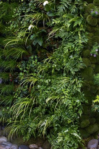 A living planted wall, full of lush green foliage
