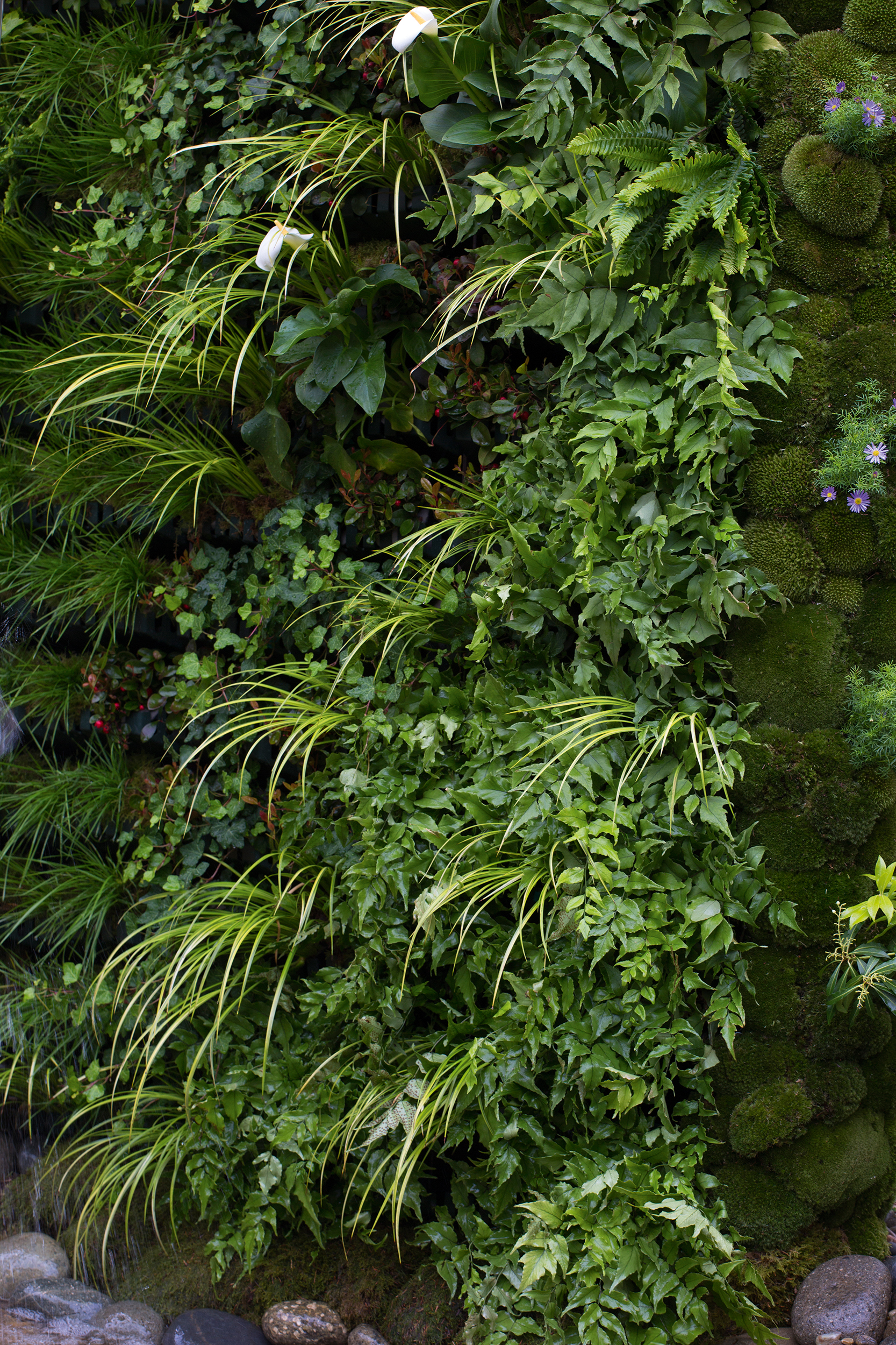 A living planted wall