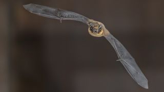 A Nathusius' pipistrelle bat (Pipistrellus nathusii) in mid flight.