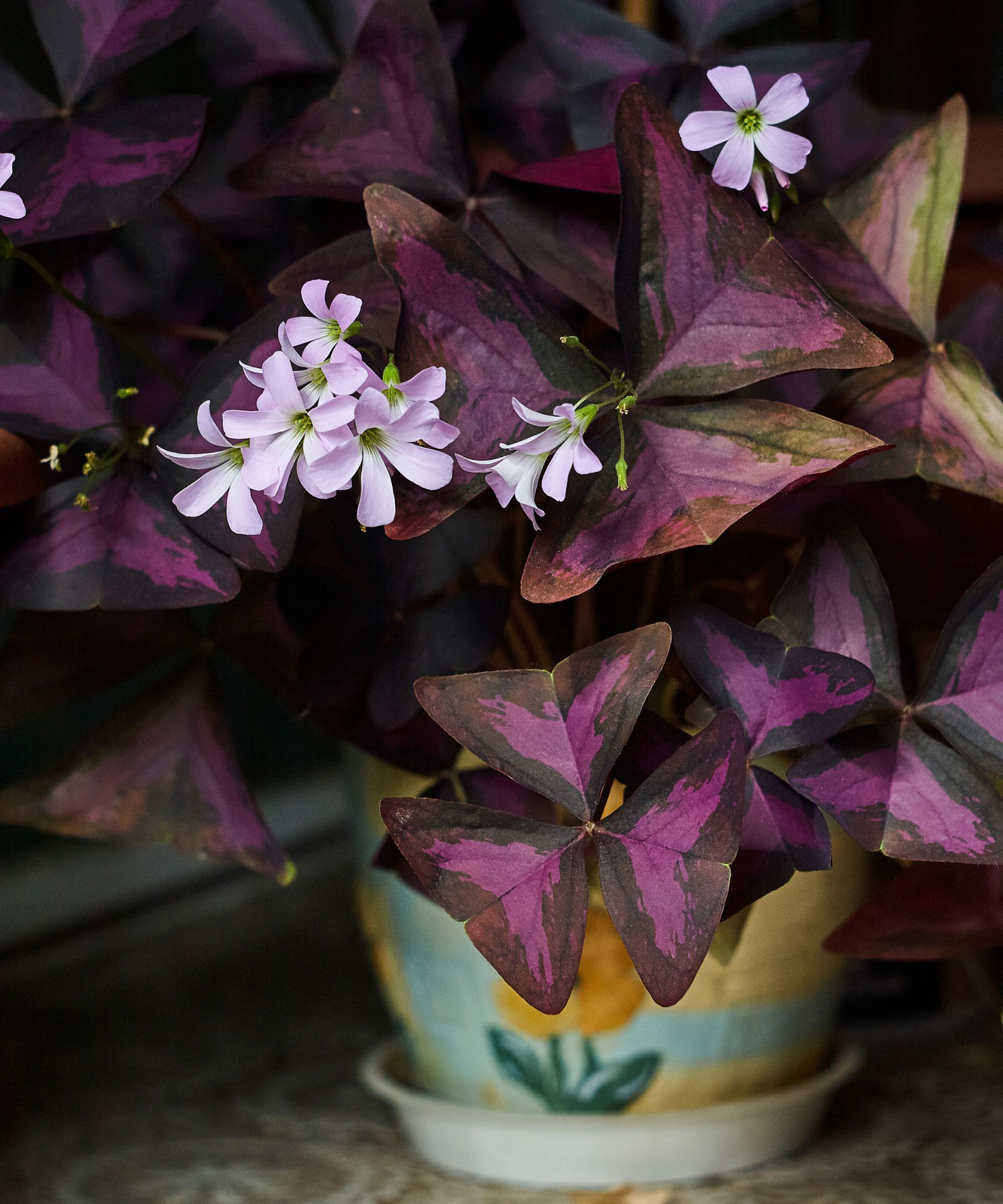 Oxalis plant in a painted pot
