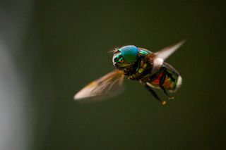 Hoverfly flying