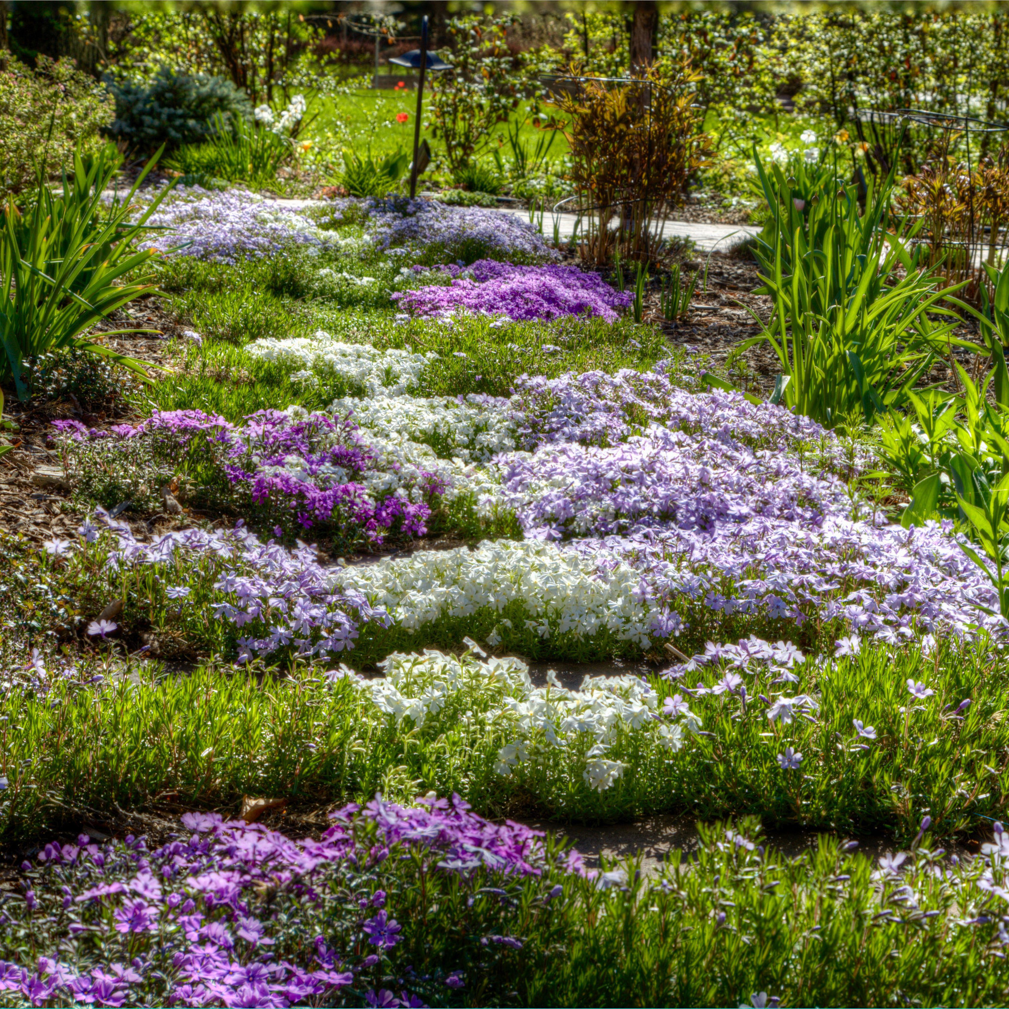 creeping phlox between stepping stones in a garden - David Winger - Image ID 2H9EDW6