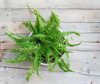 boston fern in hanging planter