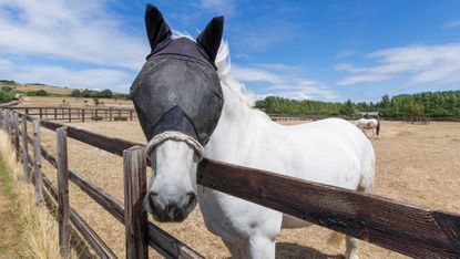 Horse wearing fly mask looking over the fence from a dry, parched field during a drought