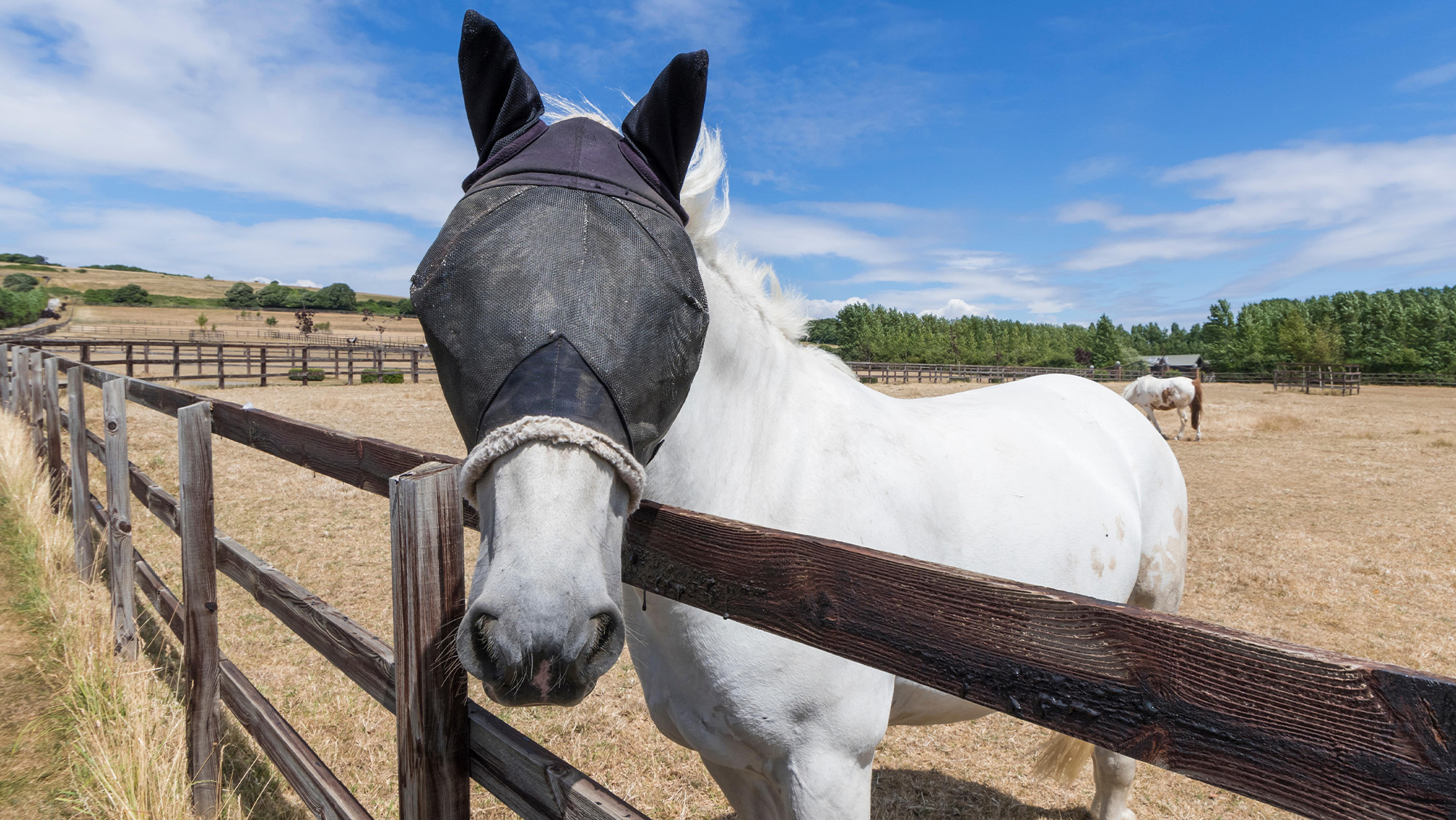 Horse wearing fly mask looking over the fence from a dry, parched field during a drought