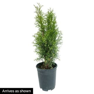 Emerald Green Arborvitae (thuja), Evergreen Shrub Grown in a 2.50 Qt. Pot (1-Pack)