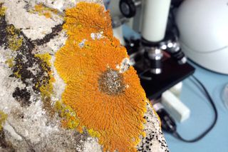 The MDRS 149 research will focus on lichen, as it could potentially serve as a protective, living environment for oxygen-producing cyanobacteria transported to Mars.