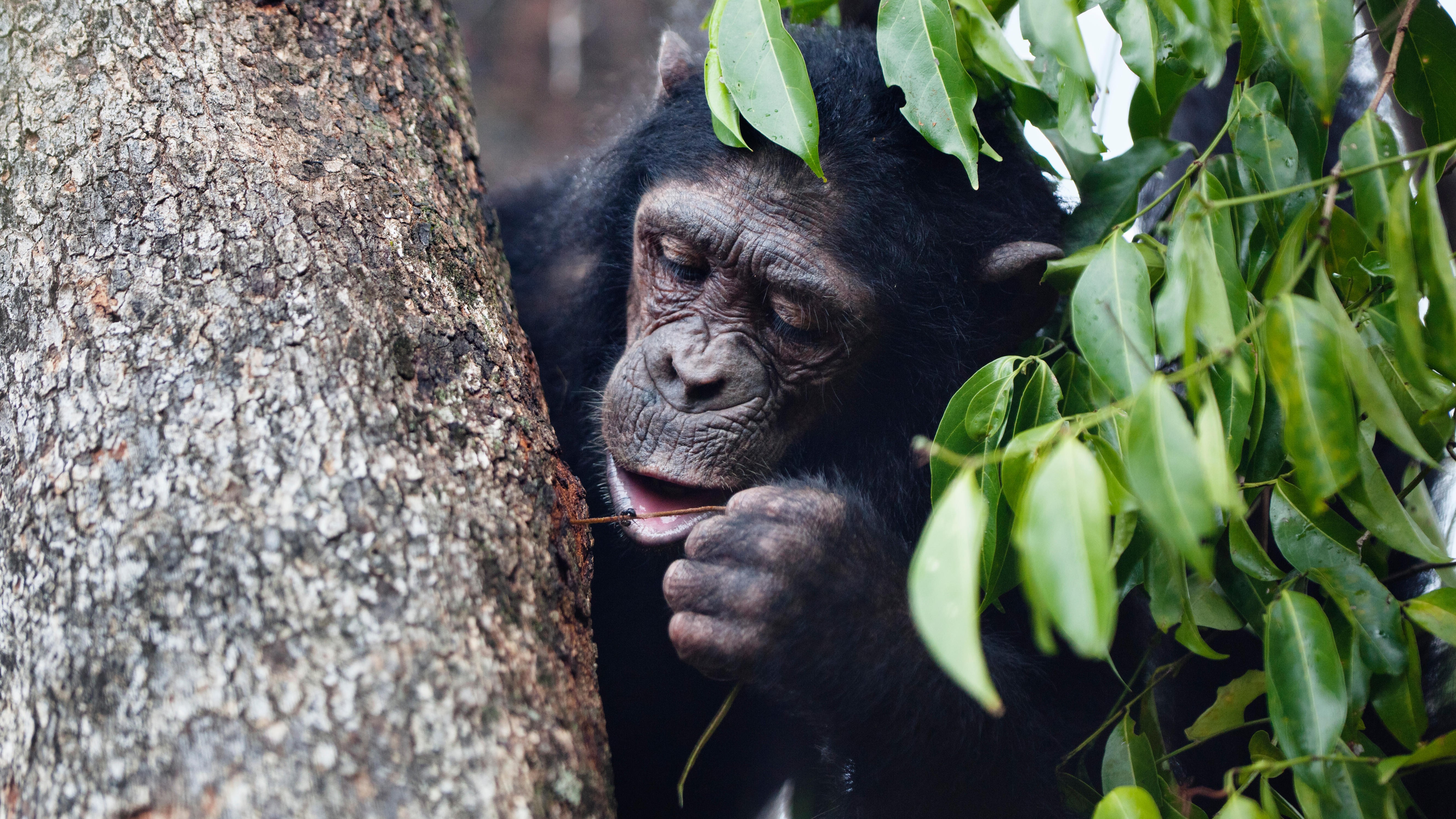 A chimpanzee fishes for ants with a stick in Mahale Mountains National Park, Tanzania.