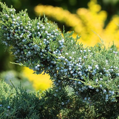 eastern red cedar growing in backyard
