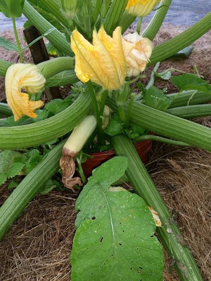 Blossom End Rot On Zucchini Squash