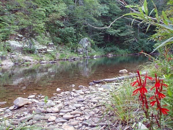 A river in the George Washington National Forest
