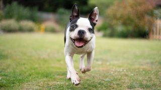 Boston Terrier