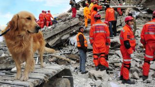 Working dogs - search and rescue