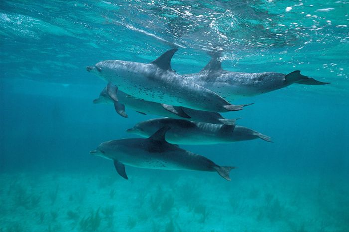 Atlantic spotted dolphins, seismic airgun blasts