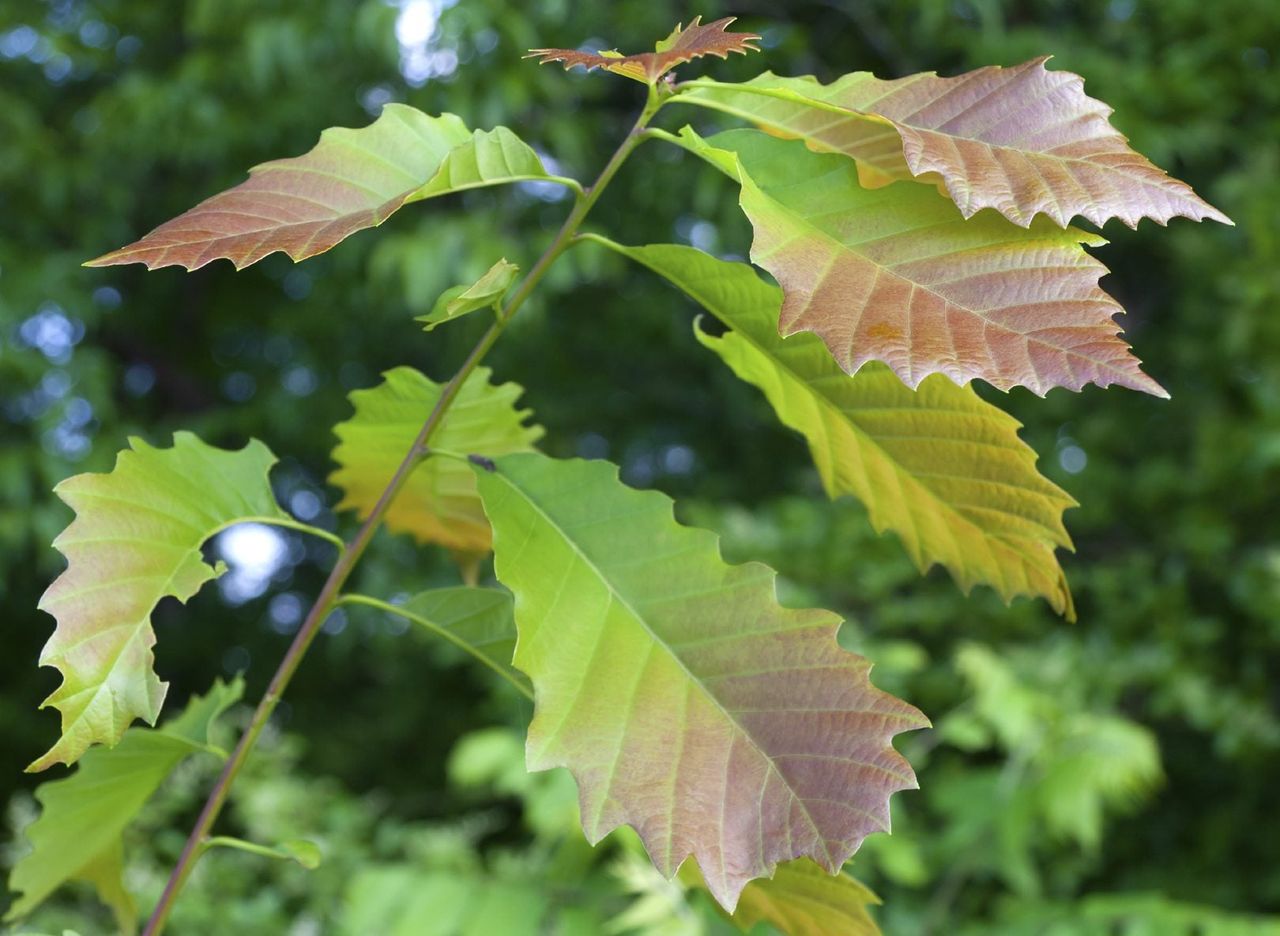 Chinkapin Oak Tree Leaves