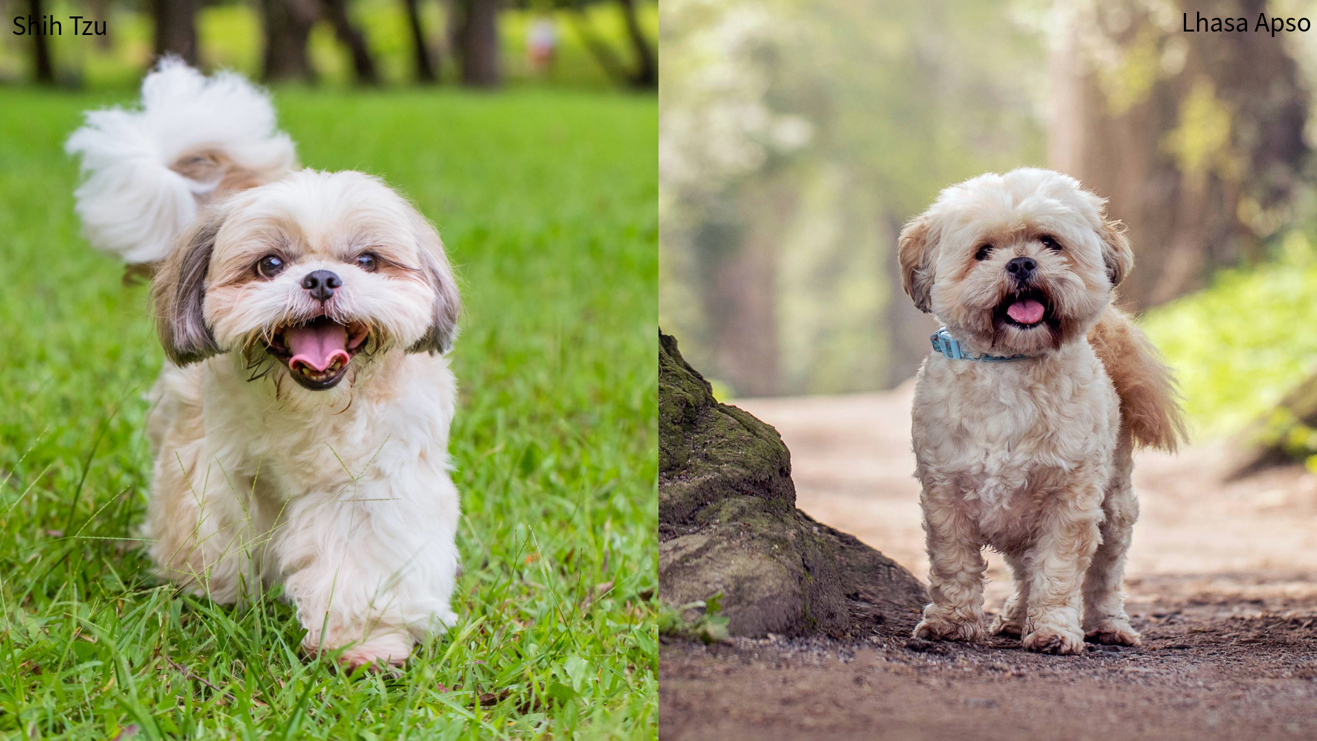 Collage of a Shih Tzu and Lhasa Apso