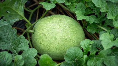 melon growing on ground