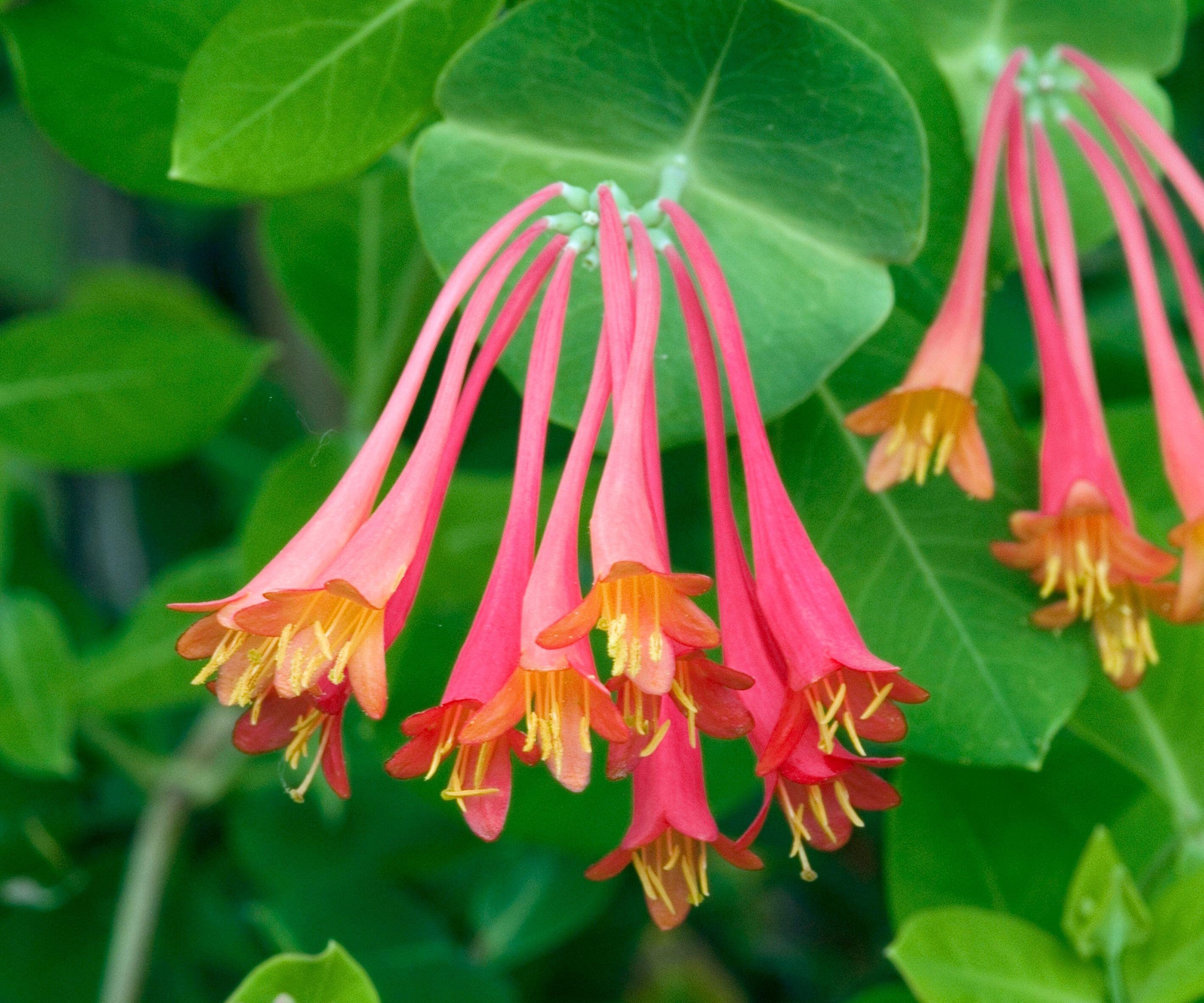 Coral honeysuckle with red and yellow flowers in spring