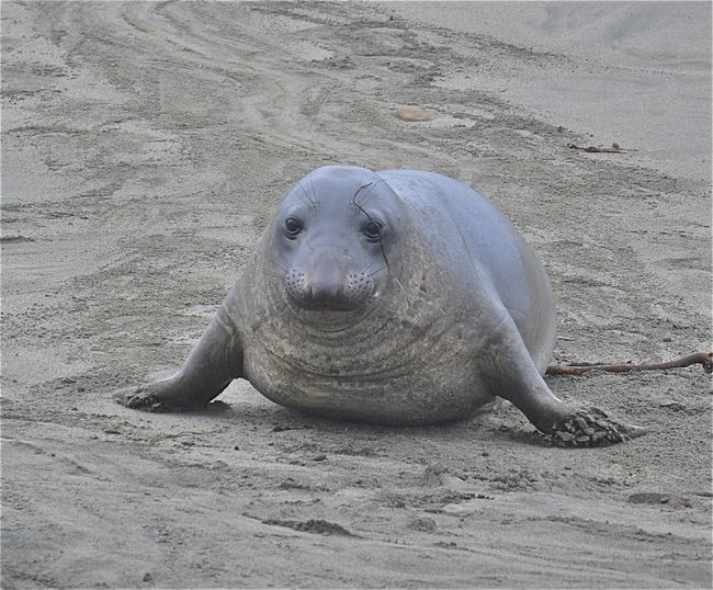 Breeding Season: Incredible Photos of Northern Elephant Seals | Live