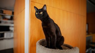 Bombay cat