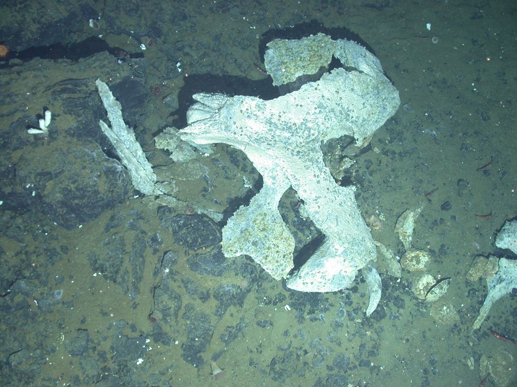 New Crustaceans Found Crawling on Dead Whale Bones Off Antarctica ...