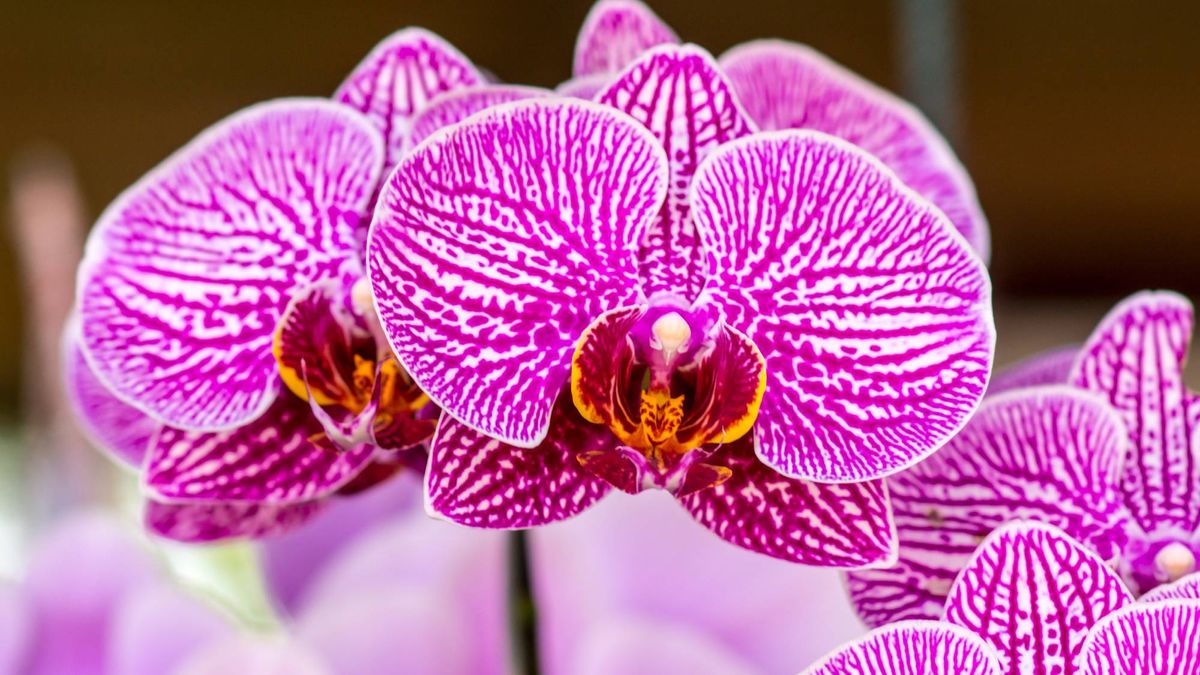 What Orchids Need in September – 6 Tasks That Decide Whether You Get Flowers This Winter