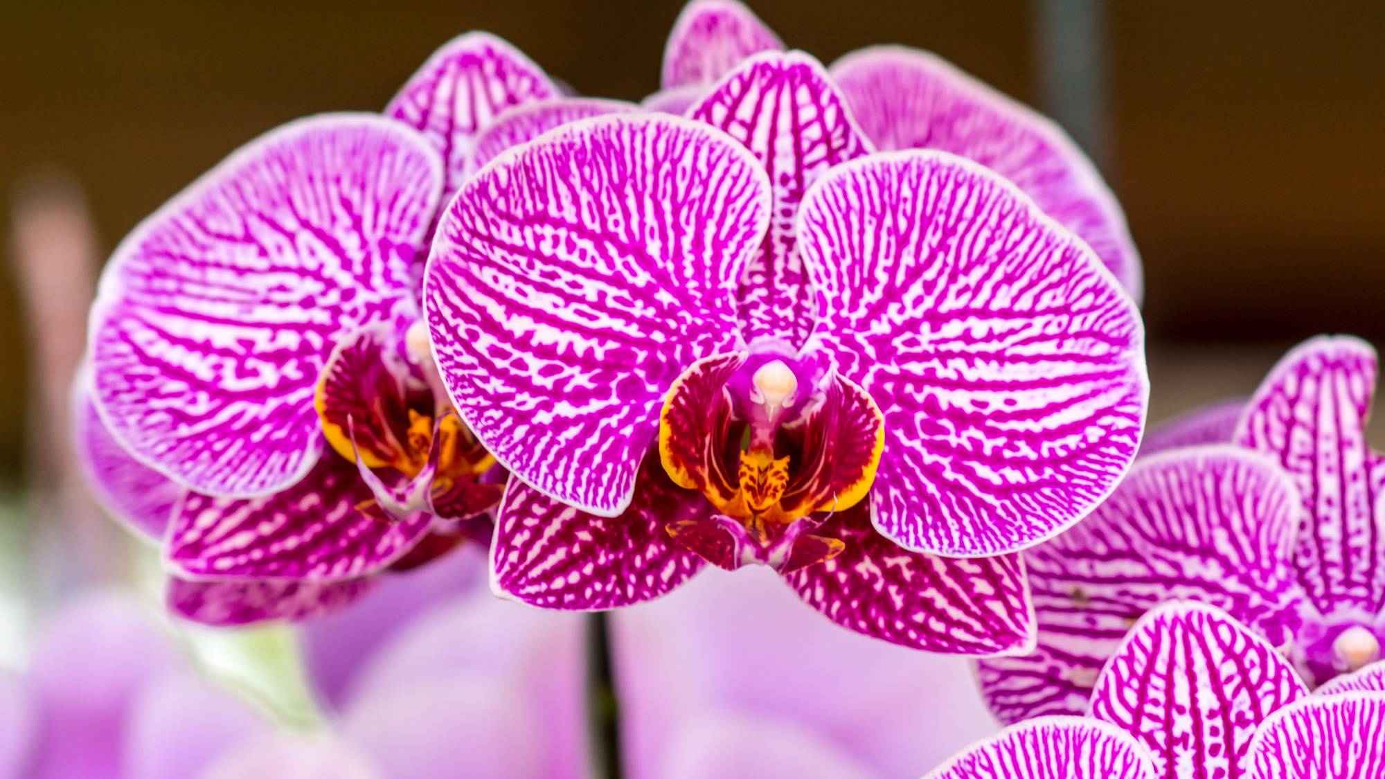 Close up of pink and white orchids