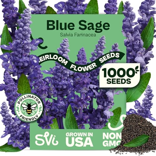 Svi 1000 Blue Sage Seeds for Planting (salvia Farinacea) - Heirloom Sage, Salvia Perennial Wildflower - Flower Seeds to Plant Outside in Pollinator Garden, Meadows, Borders, Beds