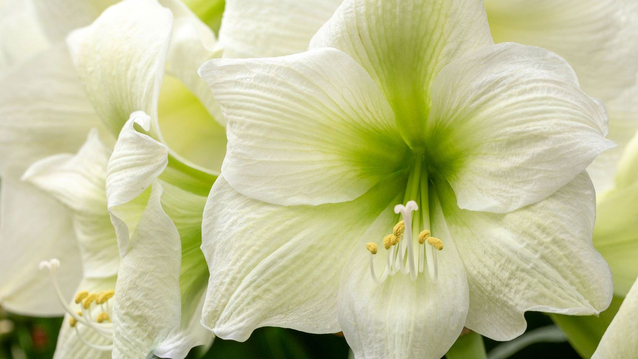 white amaryllis flowers with green throats