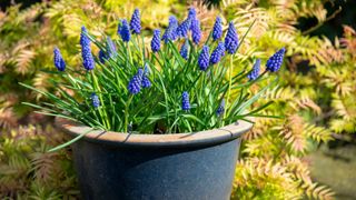 Grape hyacinth in a plant pot