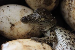 A baby crocodile hatches from its egg in Indonesia.