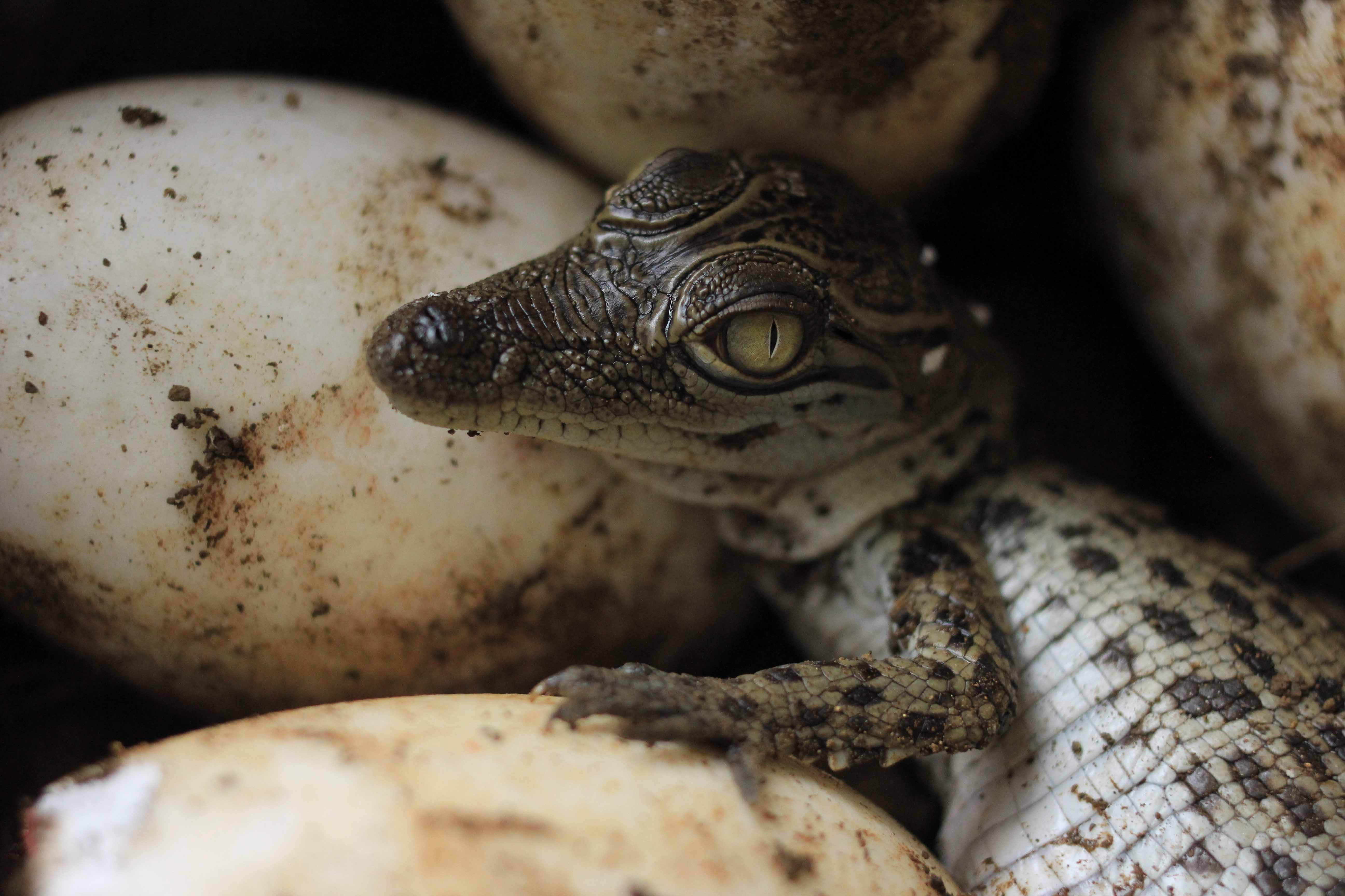 A baby crocodile hatches from its egg in Indonesia.