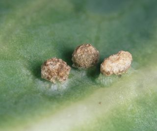 Edemas on a cabbage leaf
