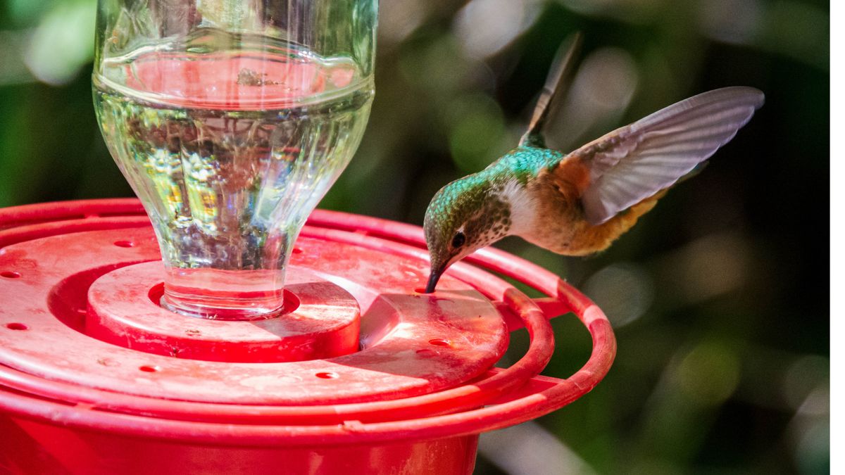 Hummingbird and feeder
