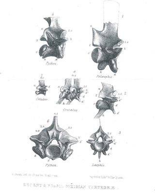 Viper Vertebrae