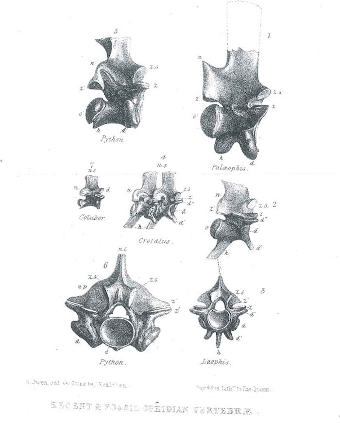 Viper Vertebrae