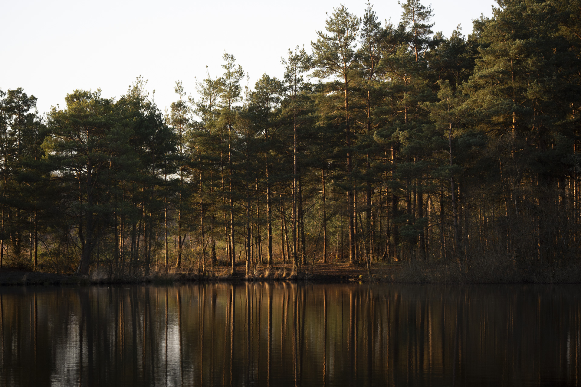 Trees reflected in a lake at first light