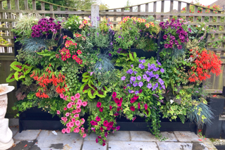 Vertical garden planter full of colourful petunias against a fence