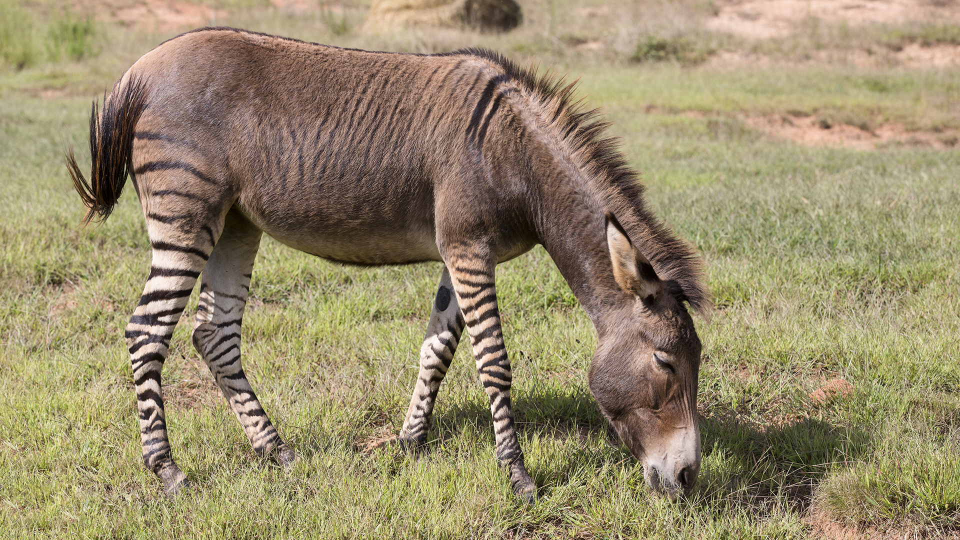 A zedonk is a hybrid offspring of a donkey and a zebra. They are also called zonkeys.