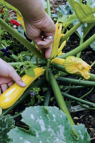 best budget plants: growing courgettes