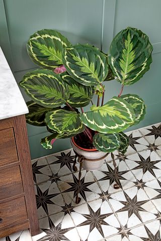 how to look after houseplants