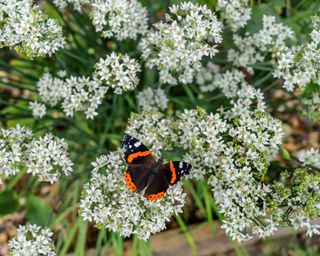 chives flowering in garden border with red admiral butterfly