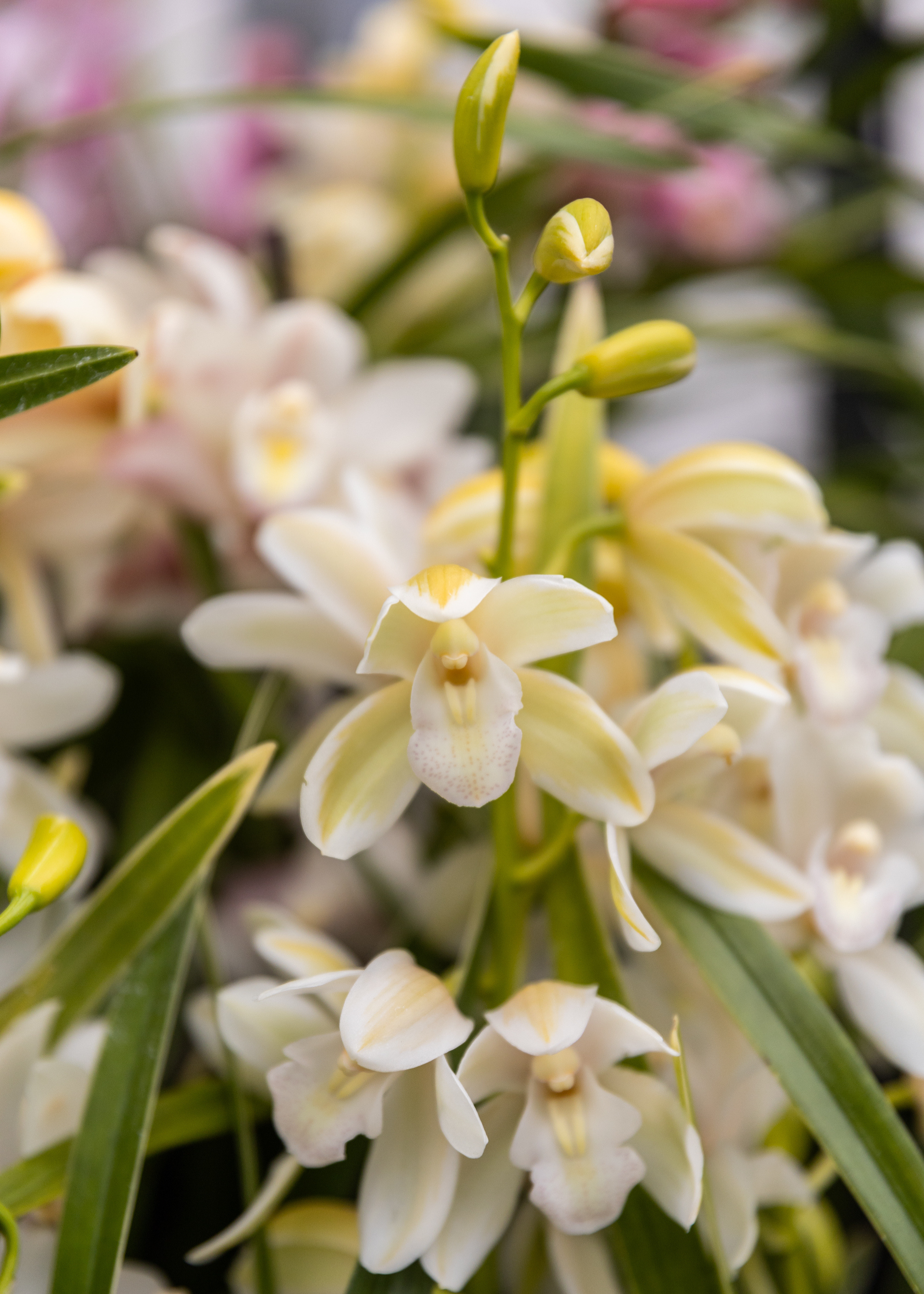 A close-up of white orchid flowers