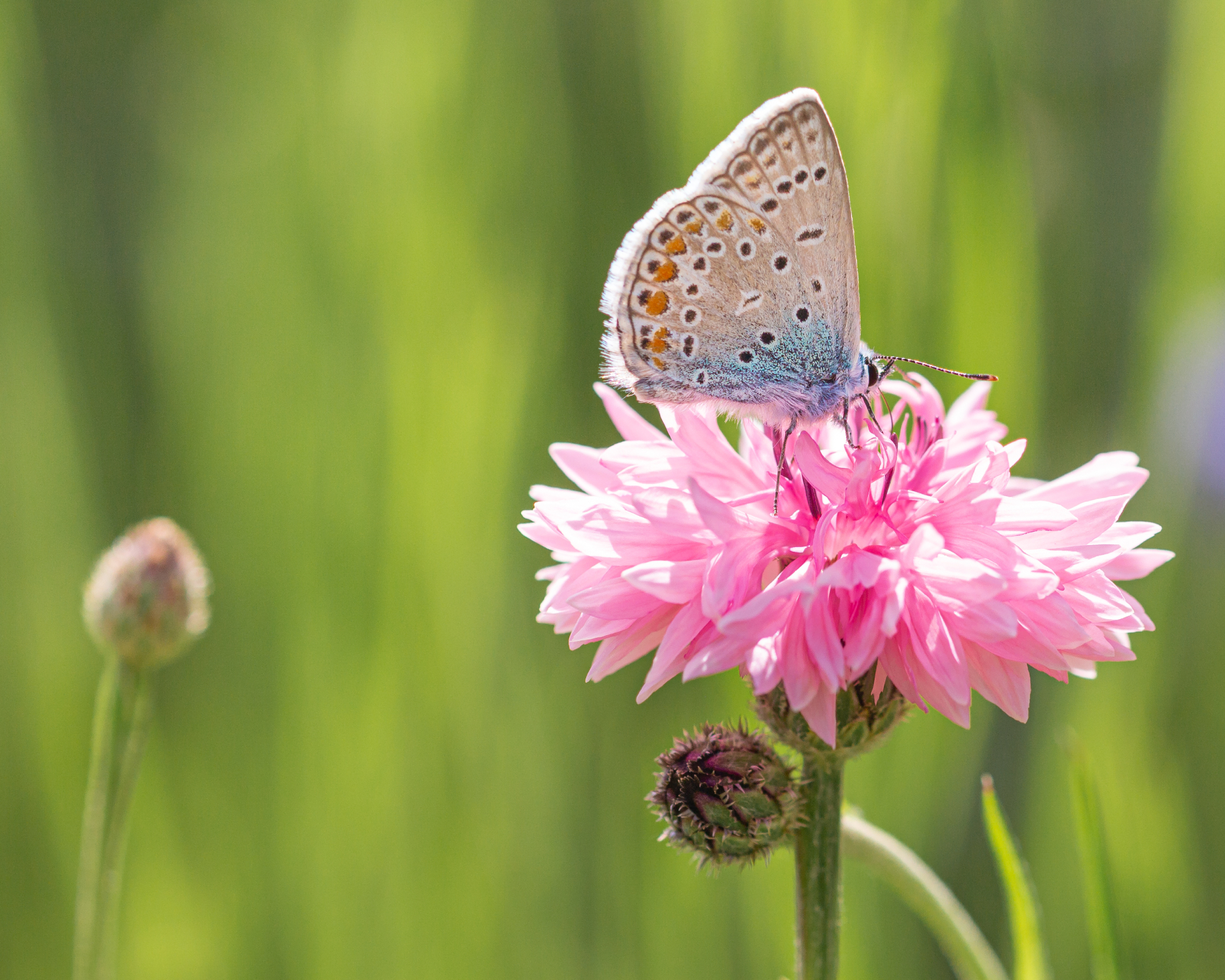 butterfly feeding on pink cornflower in a sunny garden